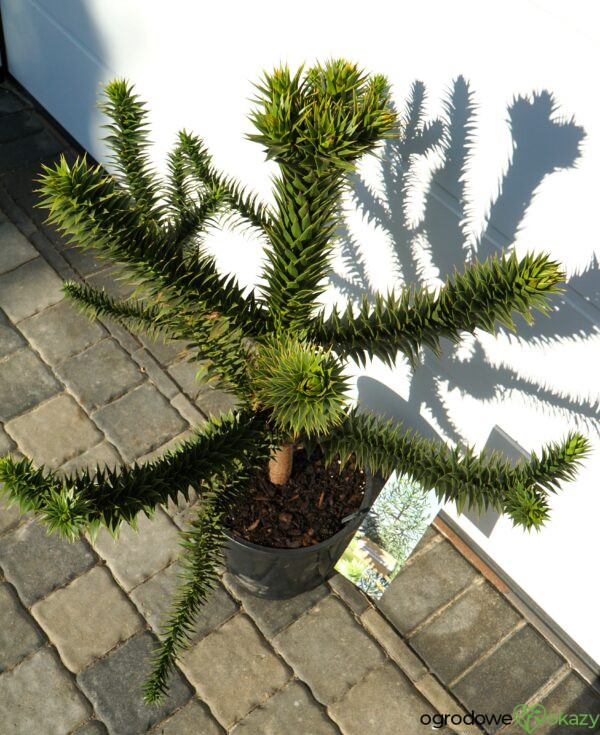 ARAUKARIA CHILIJSKA Araucaria araucana