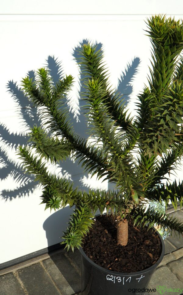 ARAUKARIA CHILIJSKA Araucaria araucana