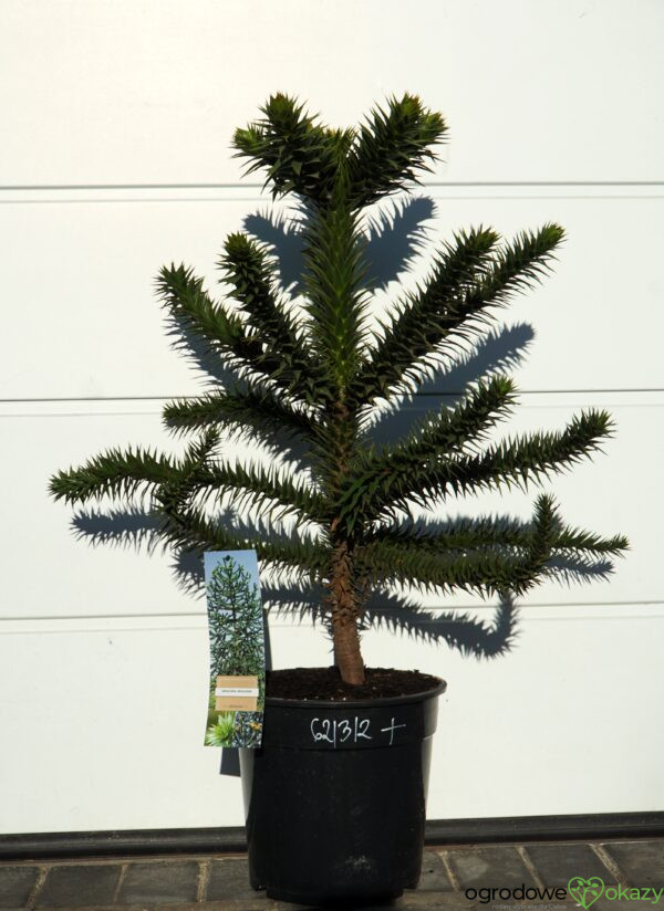 ARAUKARIA CHILIJSKA Araucaria araucana