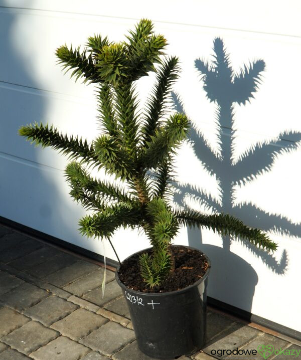 ARAUKARIA CHILIJSKA Araucaria araucana