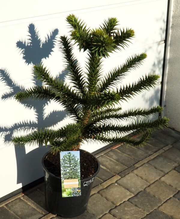 ARAUKARIA CHILIJSKA Araucaria araucana