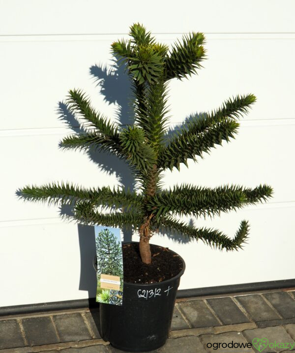 ARAUKARIA CHILIJSKA Araucaria araucana