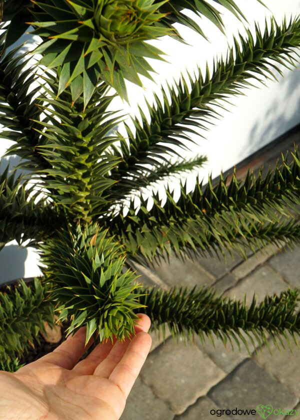 ARAUKARIA CHILIJSKA Araucaria araucana