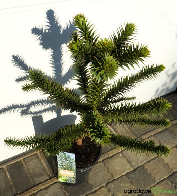 ARAUKARIA CHILIJSKA Araucaria araucana