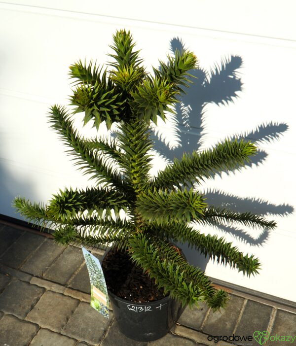 ARAUKARIA CHILIJSKA Araucaria araucana