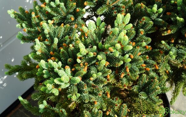 ŚWIERK LIKIANGEŃSKI MITTENWALD Picea likiangensis var. Balfouriana 'Mittenwald H.B'