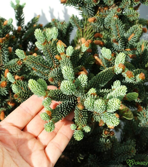 ŚWIERK LIKIANGEŃSKI MITTENWALD Picea likiangensis var. Balfouriana 'Mittenwald H.B'