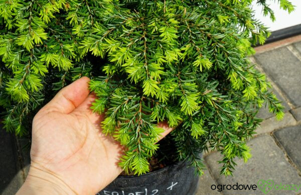 CHOINA KANADYJSKA JEDDELOH Tsuga canadensis