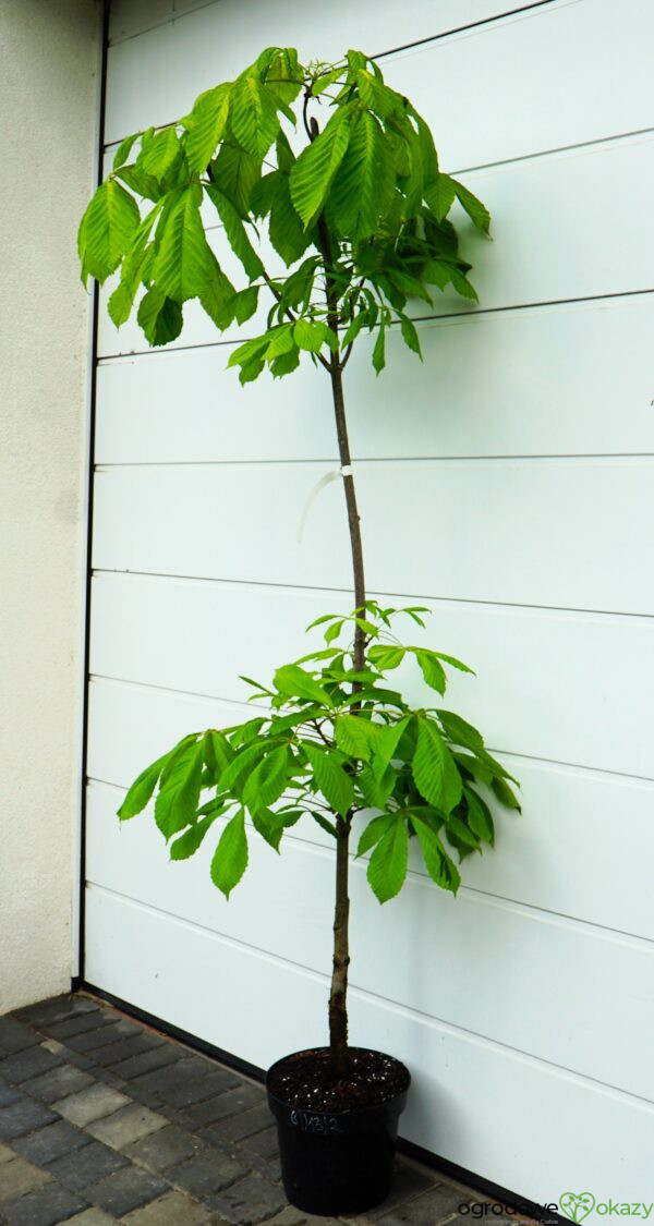 KASZTANOWIEC POSPOLITY HAMPTON COURT GOLD Aesculus hippocastanum