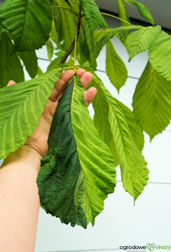 KASZTANOWIEC POSPOLITY HAMPTON COURT GOLD Aesculus hippocastanum