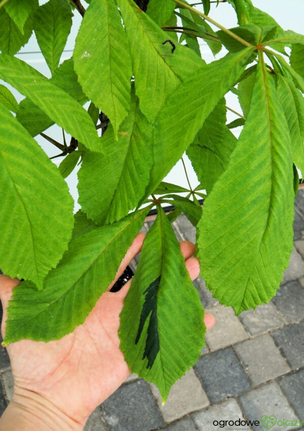 KASZTANOWIEC POSPOLITY HAMPTON COURT GOLD Aesculus hippocastanum