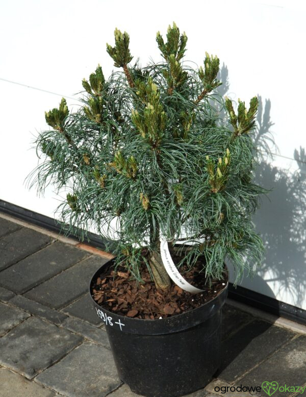 SOSNA WEJMUTKA GREEN TWIST Pinus strobus