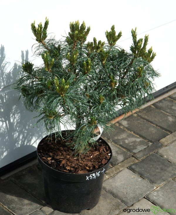 SOSNA WEJMUTKA GREEN TWIST Pinus strobus