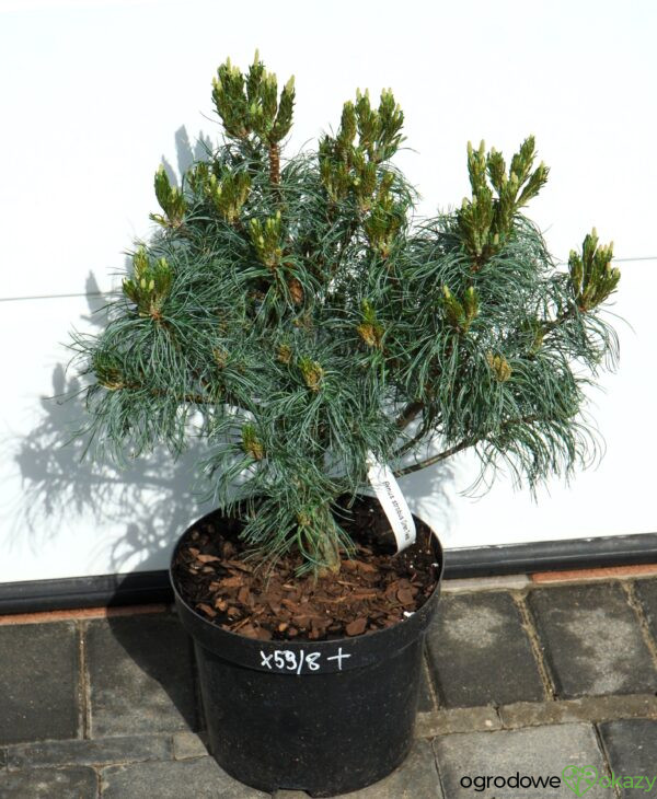 SOSNA WEJMUTKA GREEN TWIST Pinus strobus