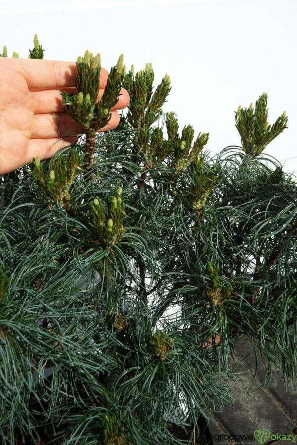 SOSNA WEJMUTKA GREEN TWIST Pinus strobus