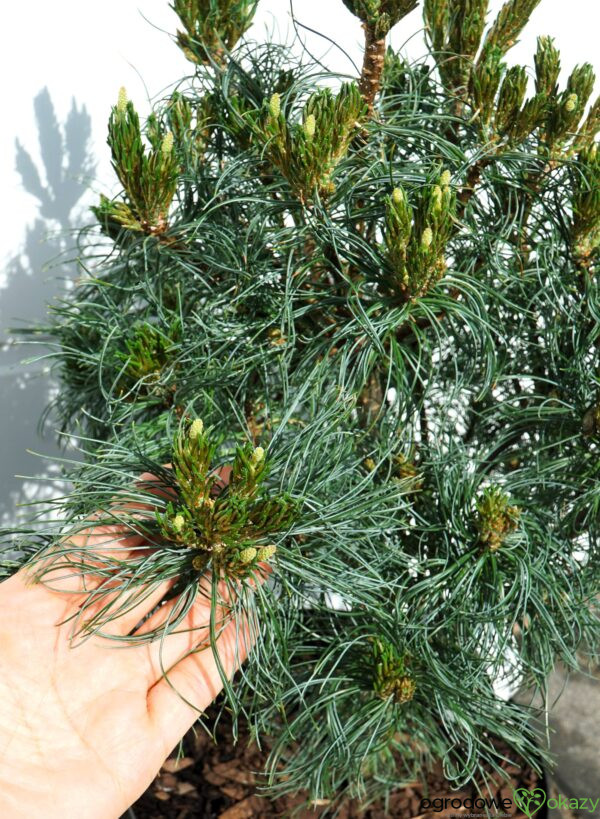 SOSNA WEJMUTKA GREEN TWIST Pinus strobus