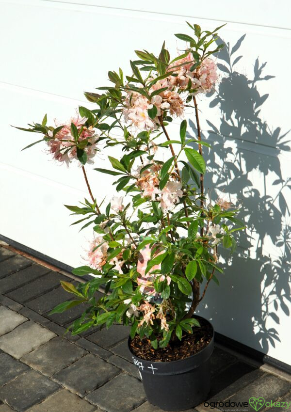 AZALIA WIELKOKWIATOWA JUNIDUFT Rhododendron viscosum