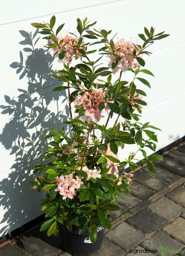 AZALIA WIELKOKWIATOWA JUNIDUFT Rhododendron viscosum