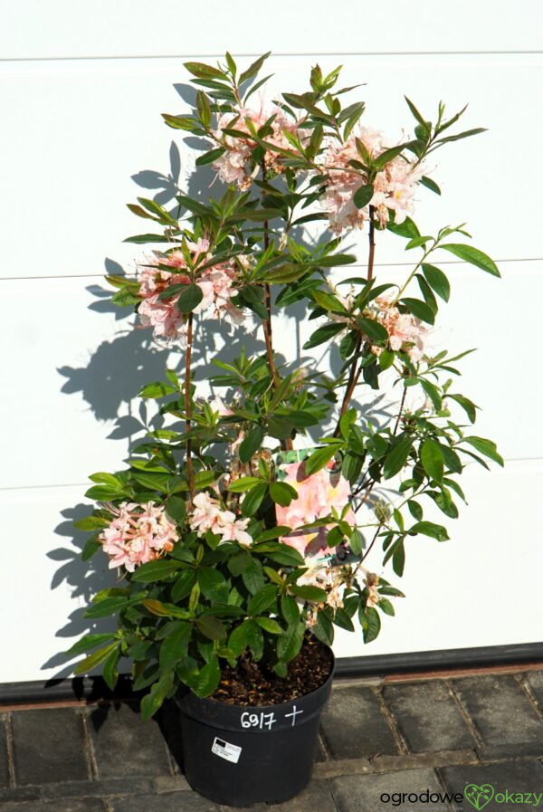 AZALIA WIELKOKWIATOWA JUNIDUFT Rhododendron viscosum