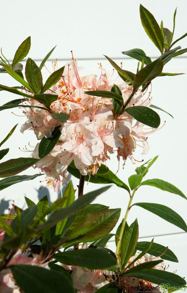 AZALIA WIELKOKWIATOWA JUNIDUFT Rhododendron viscosum