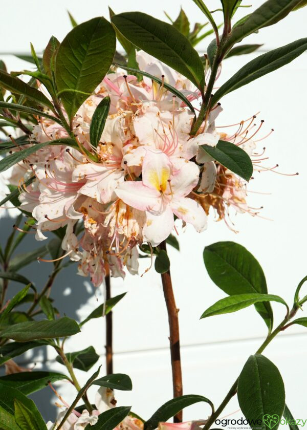 AZALIA WIELKOKWIATOWA JUNIDUFT Rhododendron viscosum