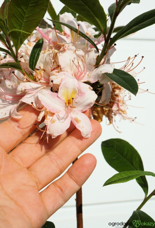 AZALIA WIELKOKWIATOWA JUNIDUFT Rhododendron viscosum