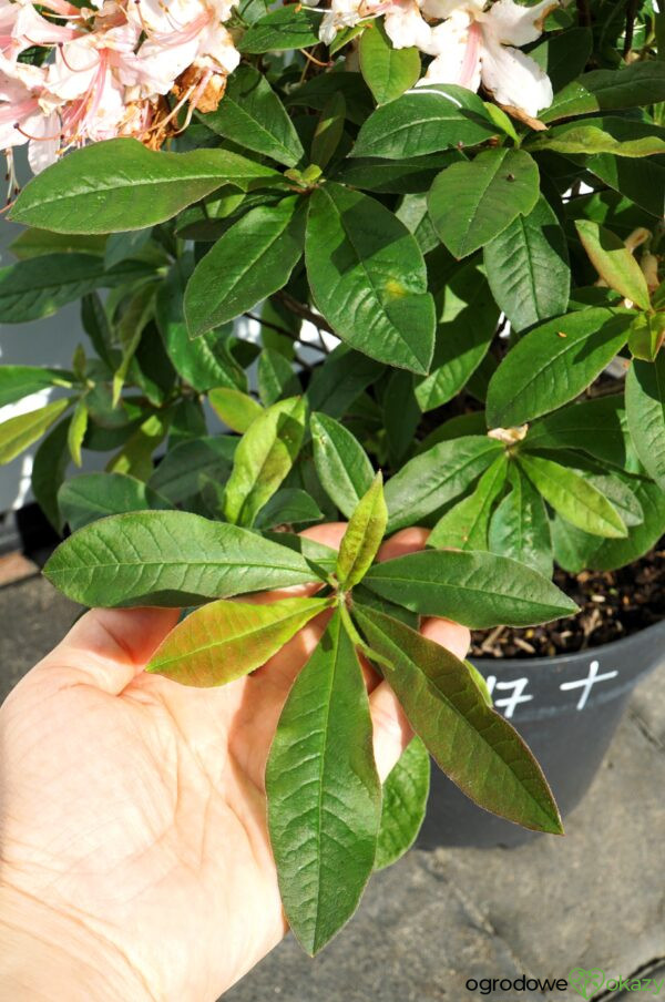 AZALIA WIELKOKWIATOWA JUNIDUFT Rhododendron viscosum