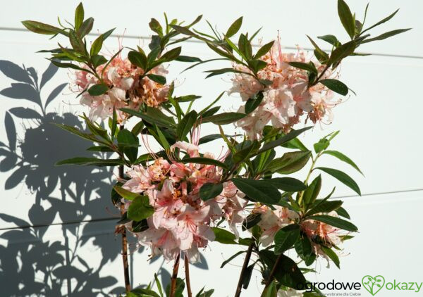 AZALIA WIELKOKWIATOWA JUNIDUFT Rhododendron viscosum