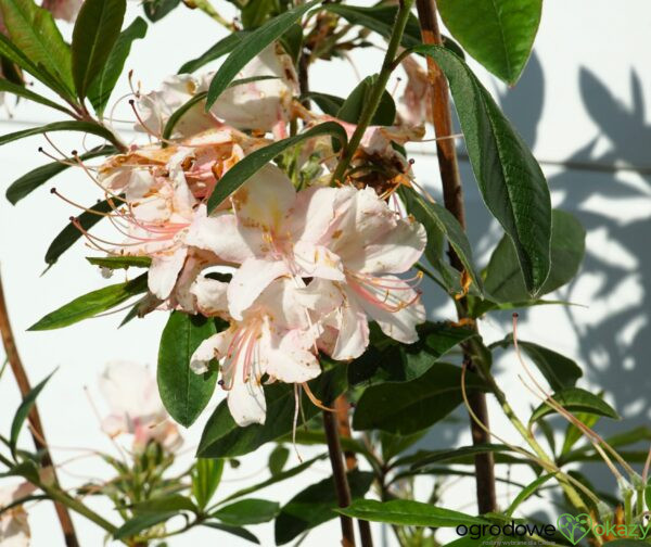 AZALIA WIELKOKWIATOWA JUNIDUFT Rhododendron viscosum