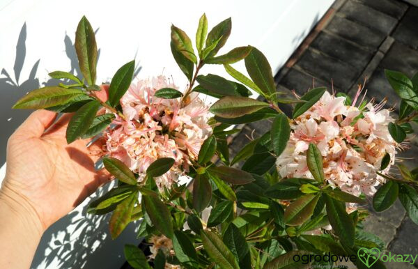 AZALIA WIELKOKWIATOWA JUNIDUFT Rhododendron viscosum