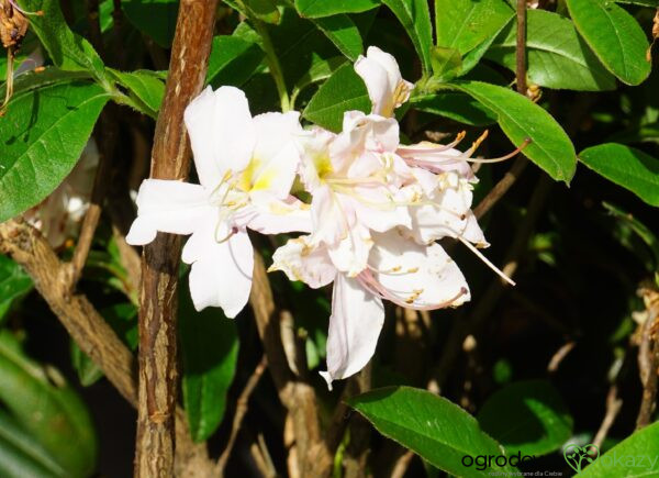 AZALIA WIELKOKWIATOWA JUNIDUFT Rhododendron viscosum