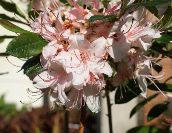 AZALIA WIELKOKWIATOWA JUNIDUFT Rhododendron viscosum