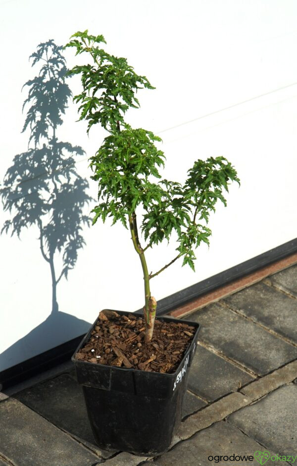 KLON PALMOWY SHISHIGASHIRA Acer palmatum