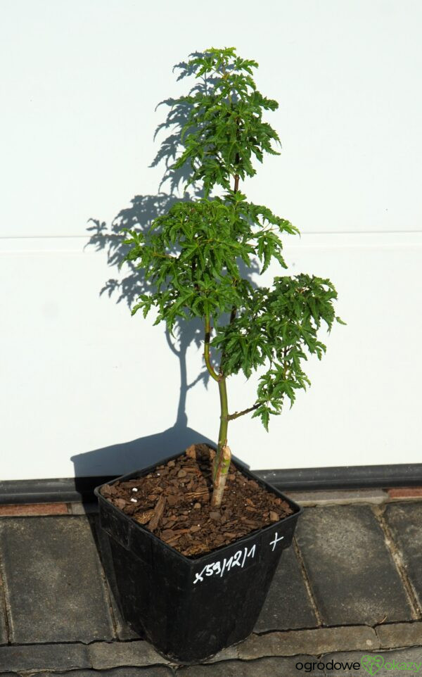 KLON PALMOWY SHISHIGASHIRA Acer palmatum