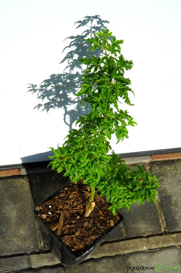 KLON PALMOWY SHISHIGASHIRA Acer palmatum