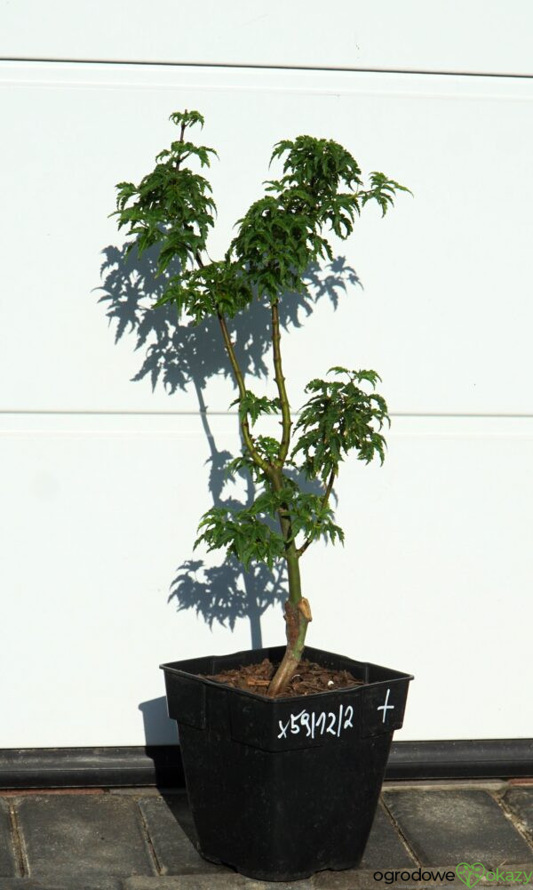 KLON PALMOWY SHISHIGASHIRA Acer palmatum