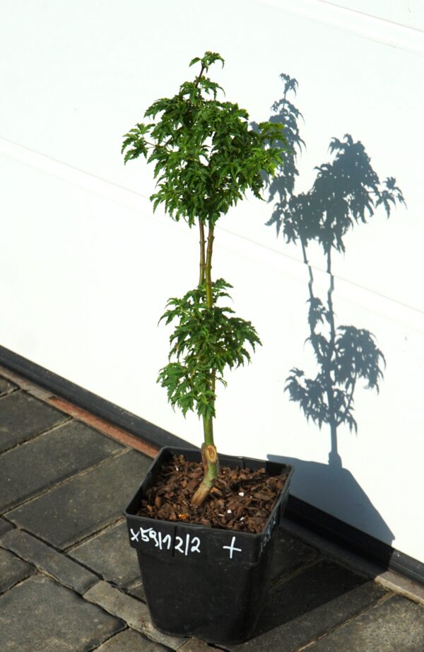 KLON PALMOWY SHISHIGASHIRA Acer palmatum