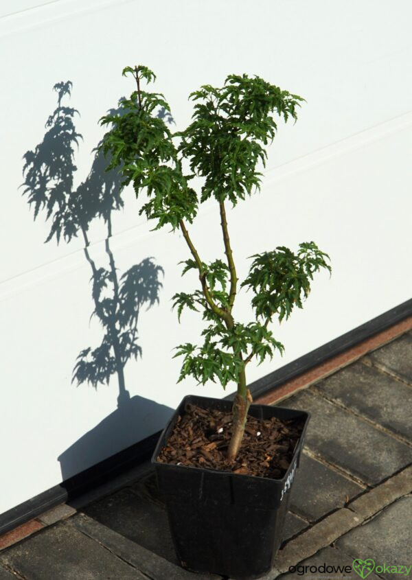 KLON PALMOWY SHISHIGASHIRA Acer palmatum