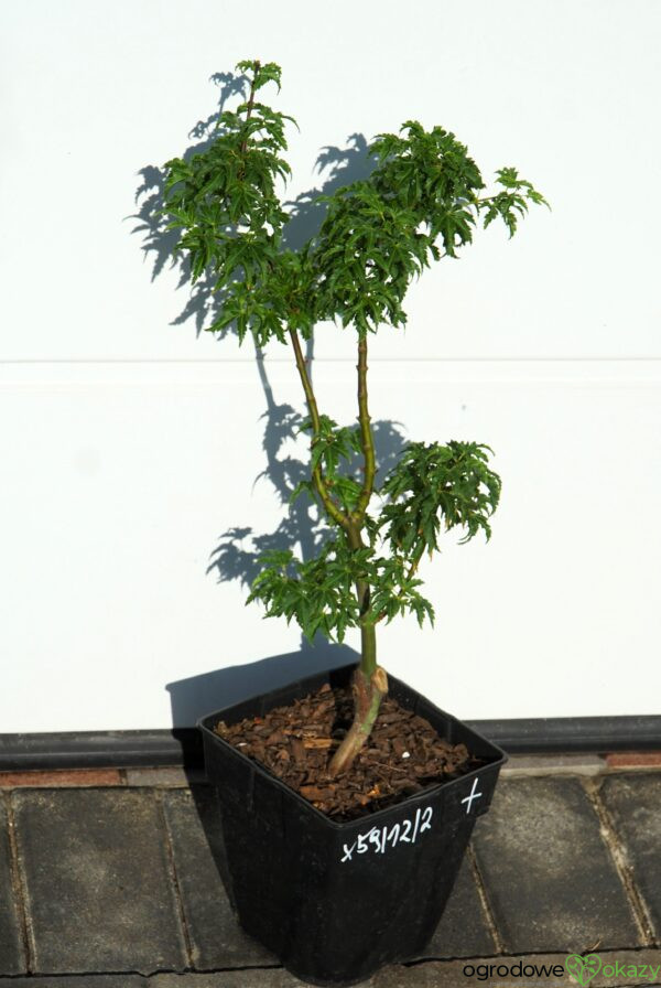 KLON PALMOWY SHISHIGASHIRA Acer palmatum