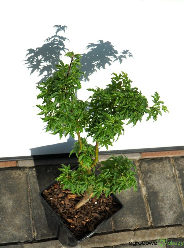 KLON PALMOWY SHISHIGASHIRA Acer palmatum