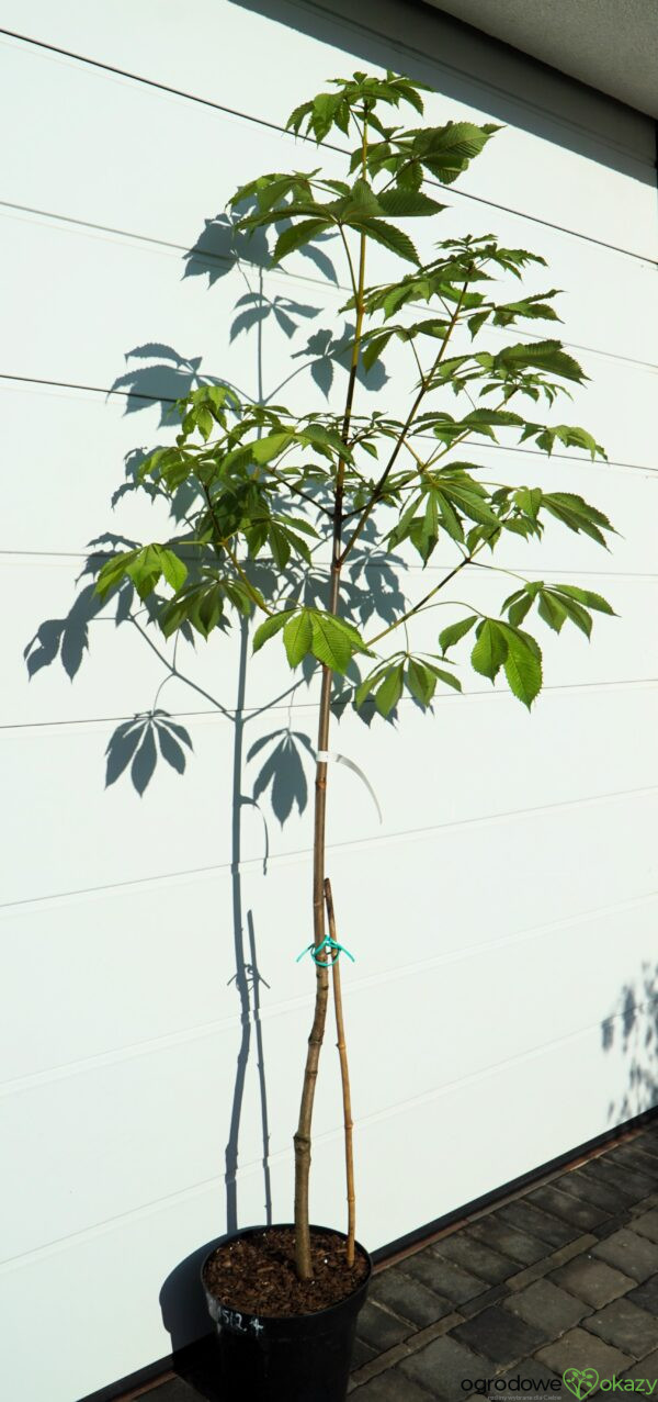 KASZTANOWIEC POSPOLITY MEMMINGERI Aesculus hippocastanum