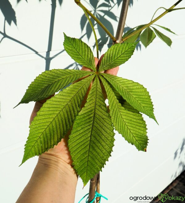 KASZTANOWIEC POSPOLITY MEMMINGERI Aesculus hippocastanum