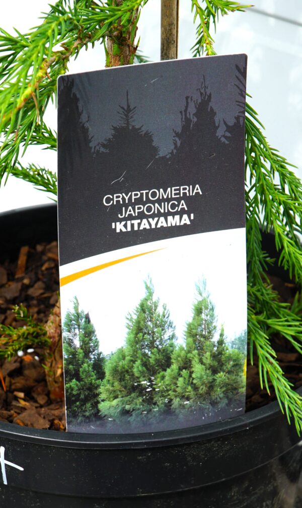 SZYDLICA JAPOŃSKA KITAYAMA Cryptomeria japonica