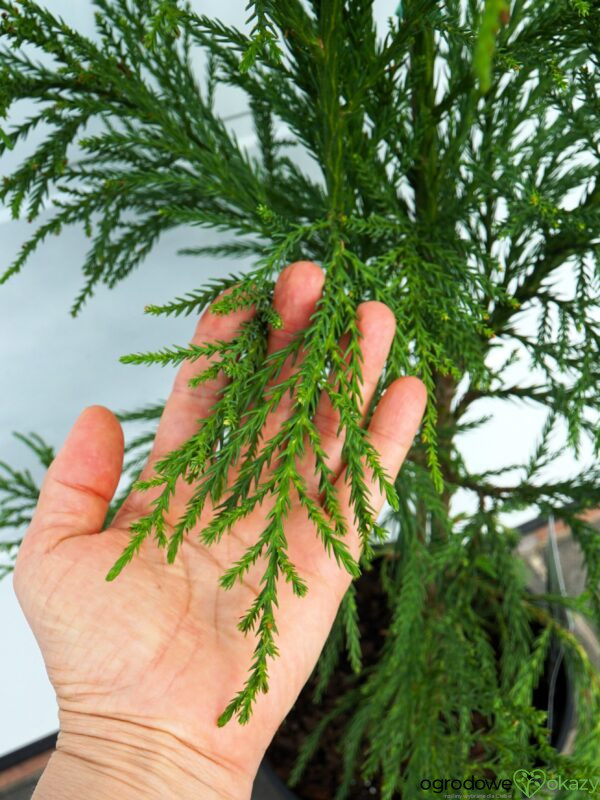 SZYDLICA JAPOŃSKA KITAYAMA Cryptomeria japonica