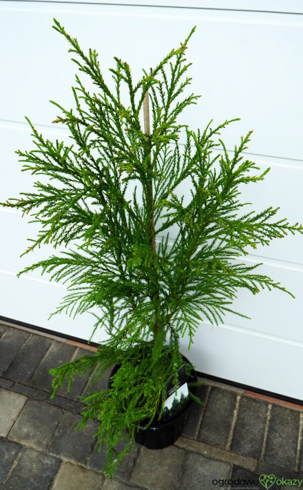 SZYDLICA JAPOŃSKA KITAYAMA Cryptomeria japonica