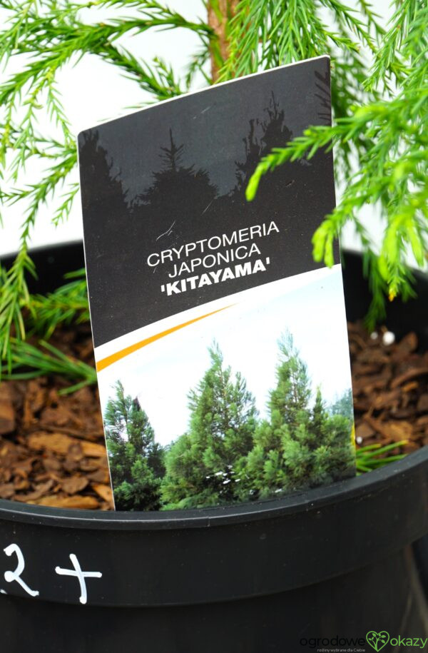 SZYDLICA JAPOŃSKA KITAYAMA Cryptomeria japonica