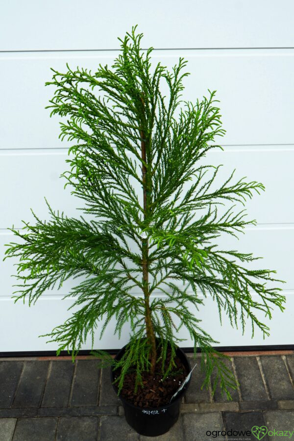 SZYDLICA JAPOŃSKA KITAYAMA Cryptomeria japonica