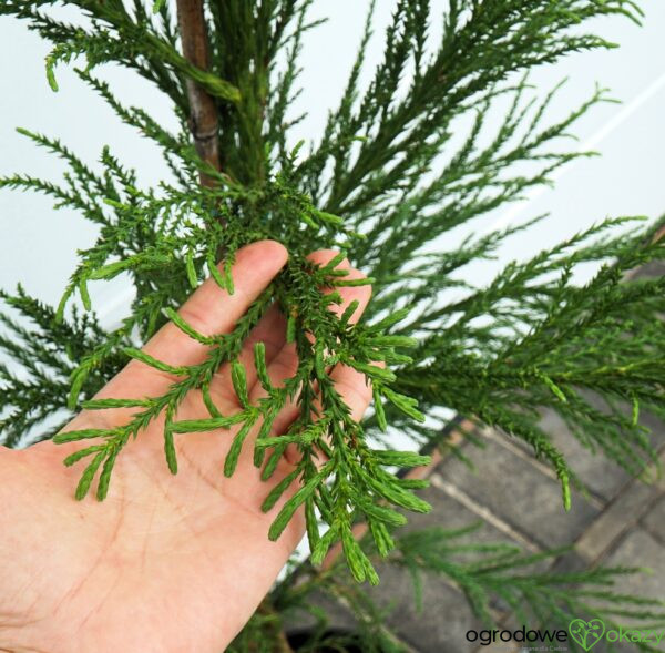 SZYDLICA JAPOŃSKA KITAYAMA Cryptomeria japonica