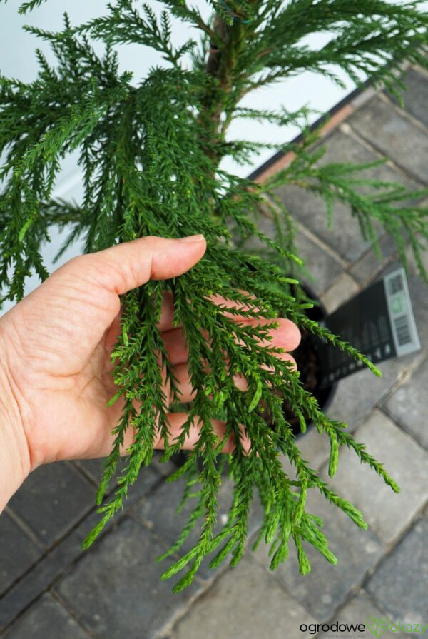 SZYDLICA JAPOŃSKA KITAYAMA Cryptomeria japonica