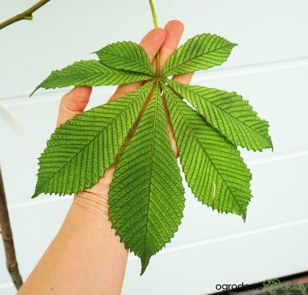 KASZTANOWIEC POSPOLITY MEMMINGERI Aesculus hippocastanum